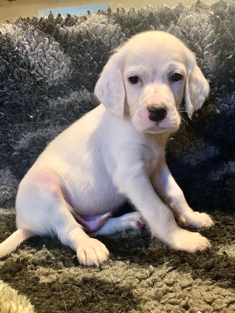 De La Pierre D'Opale - Chiot disponible  - Setter Anglais