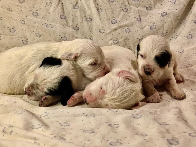 chiot Setter Anglais De La Pierre D'Opale