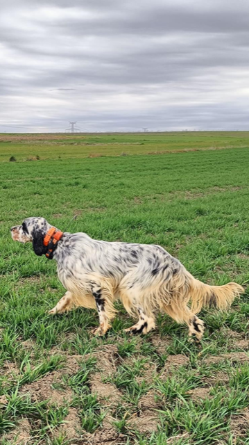 Royal DE LA PIERRE D OPALE De La Pierre D'Opale