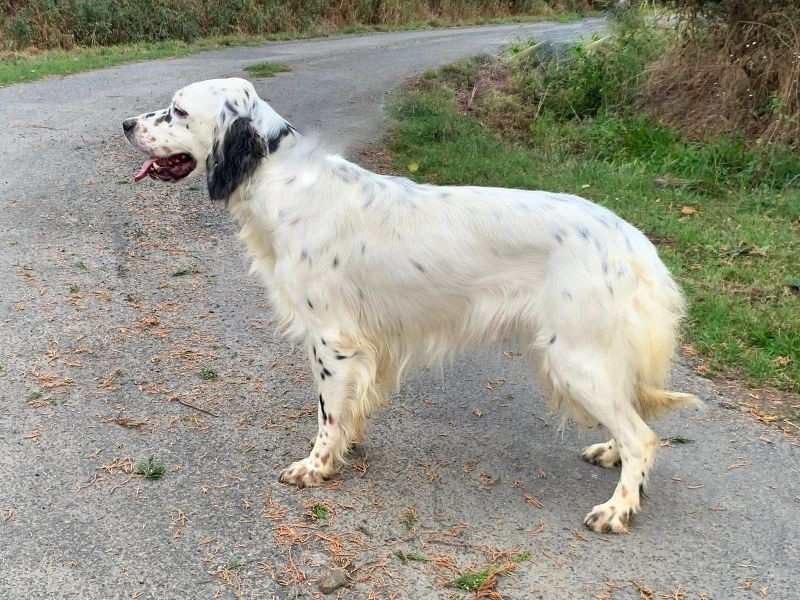 THALIA De La Pierre D'Opale