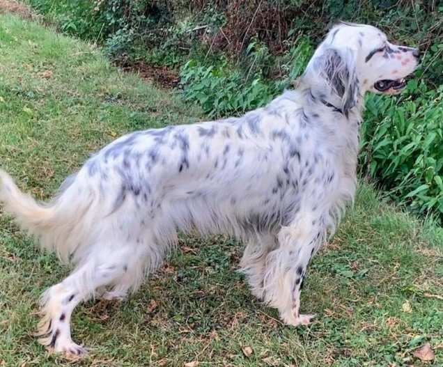 Samba De La Pierre D'Opale