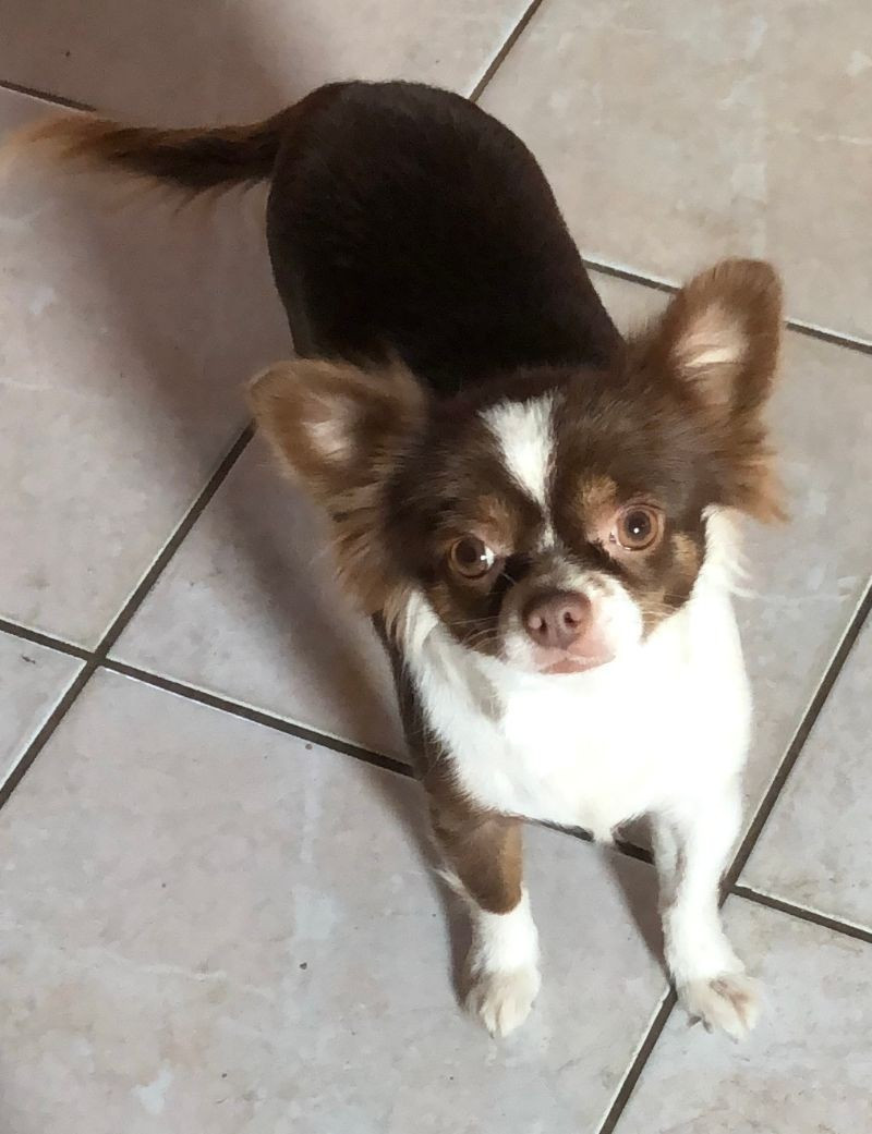 Shocolat De La Pierre D'Opale