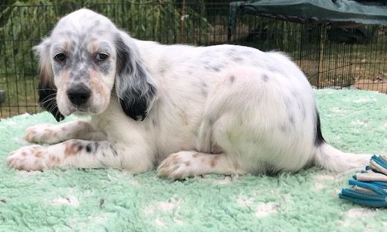 De La Pierre D'Opale - Chiots disponibles - Setter Anglais