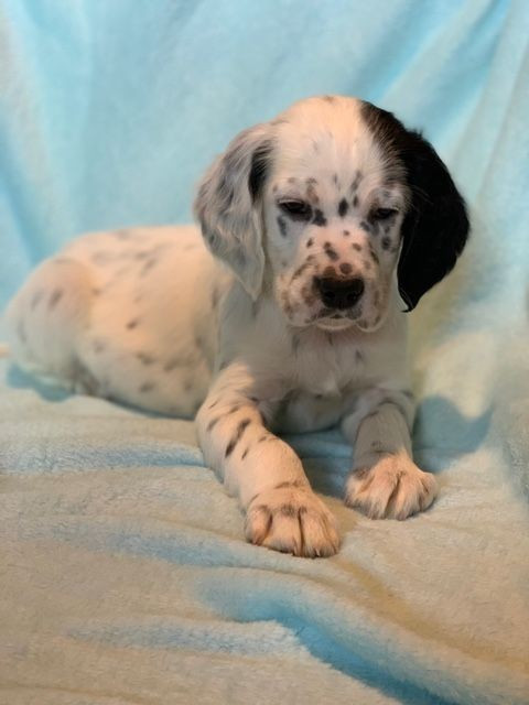 De La Pierre D'Opale - Chiots disponibles - Setter Anglais