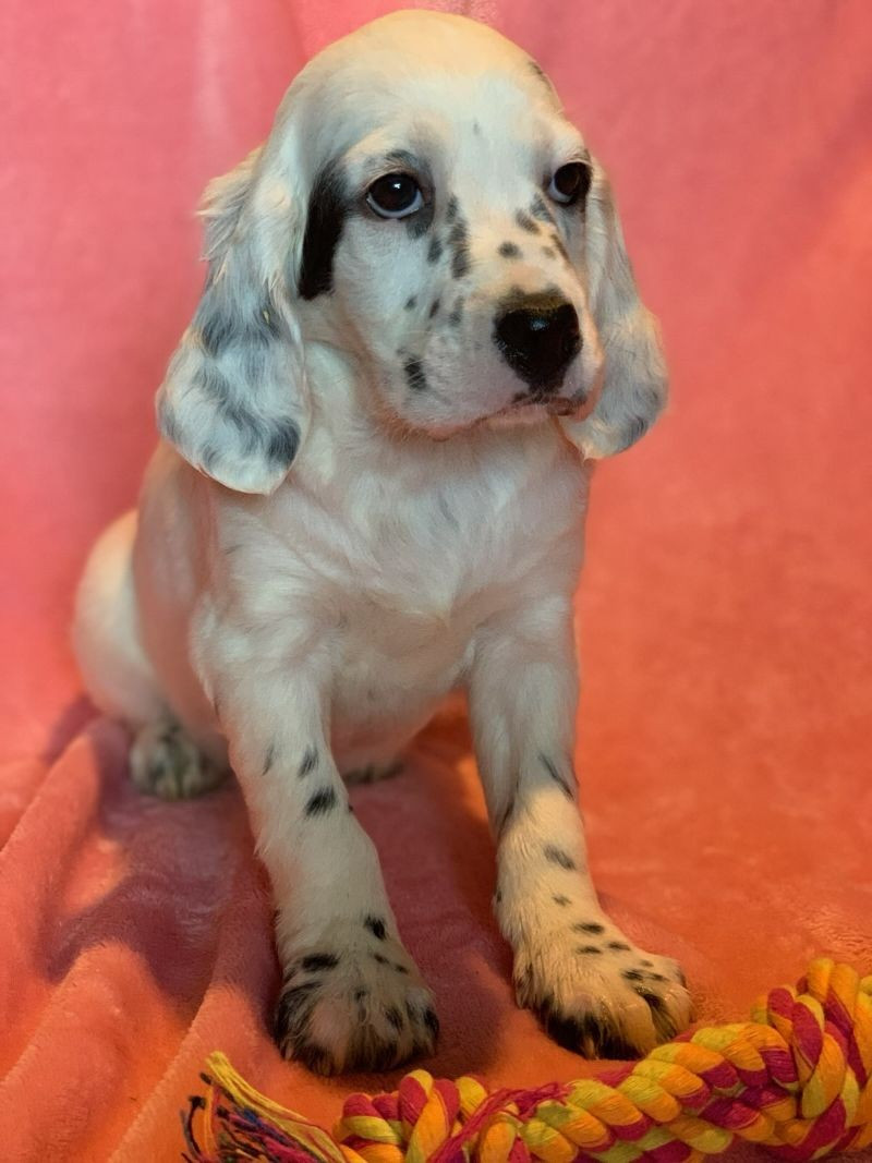 De La Pierre D'Opale - Chiots disponibles - Setter Anglais