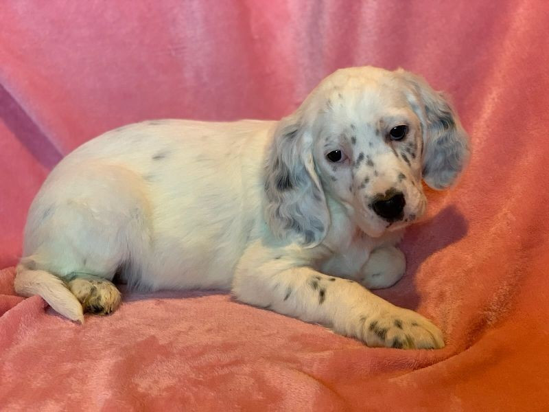 De La Pierre D'Opale - Chiots disponibles - Setter Anglais