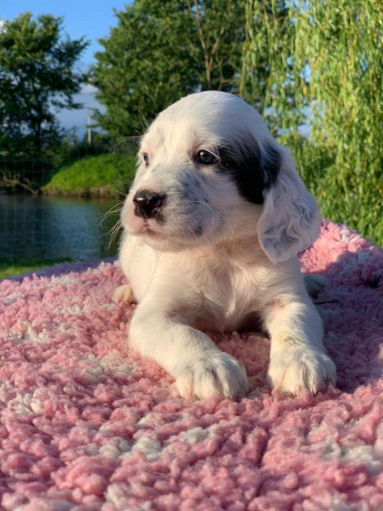 De La Pierre D'Opale - Chiots disponibles - Setter Anglais