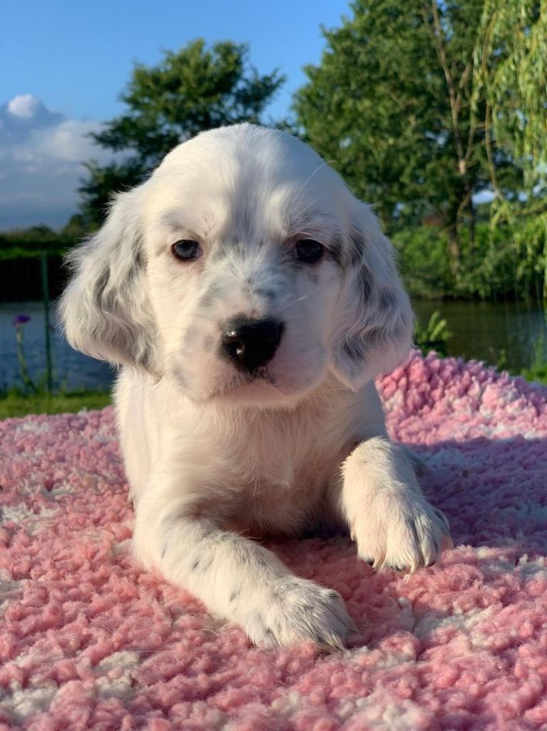 De La Pierre D'Opale - Chiots disponibles - Setter Anglais