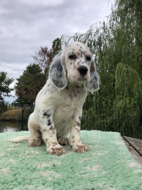 De La Pierre D'Opale - Chiots disponibles - Setter Anglais