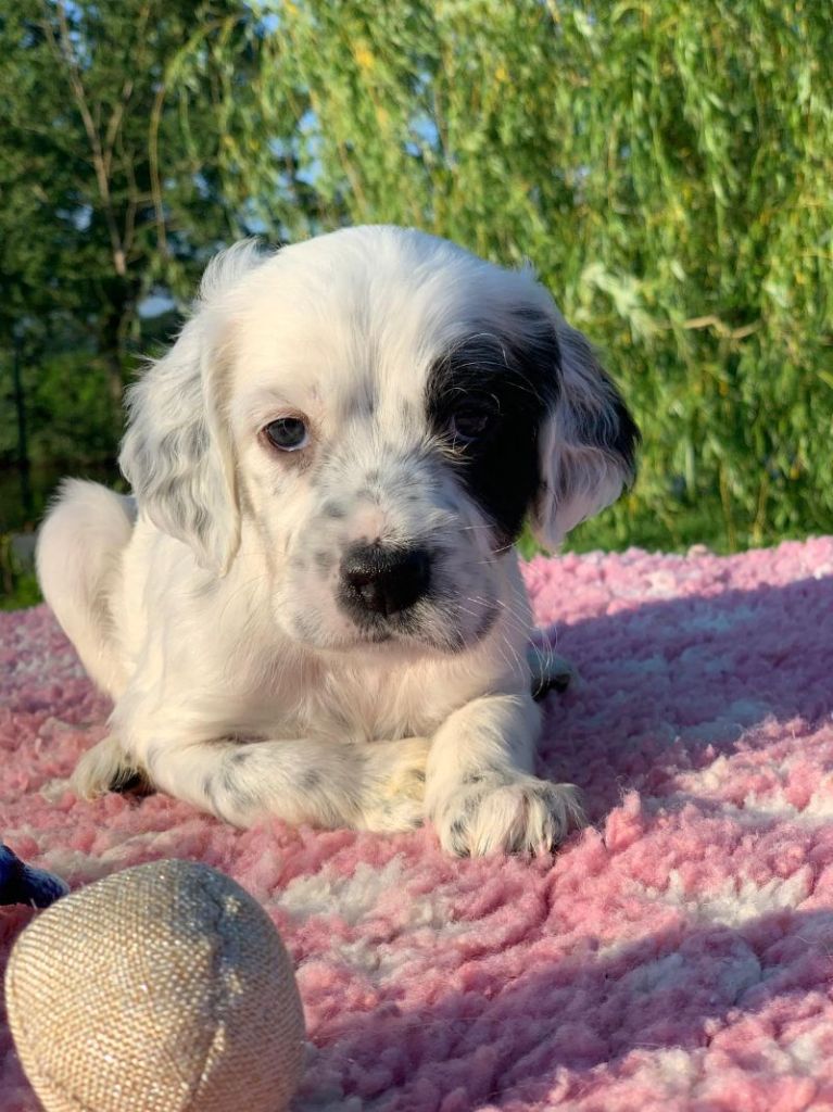 De La Pierre D'Opale - Chiots disponibles - Setter Anglais