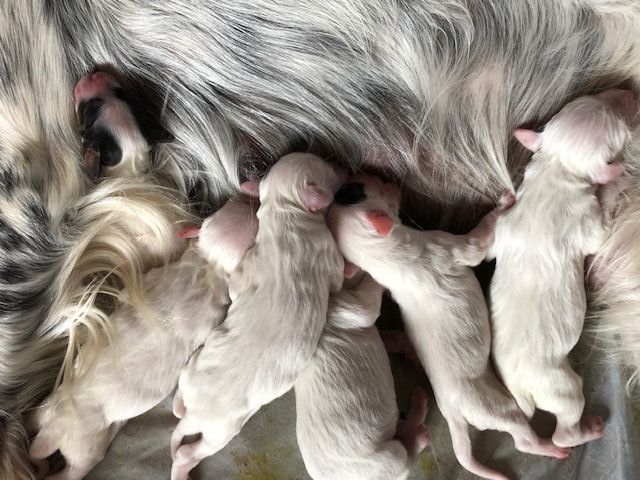 Chiot Setter Anglais De La Pierre D'Opale