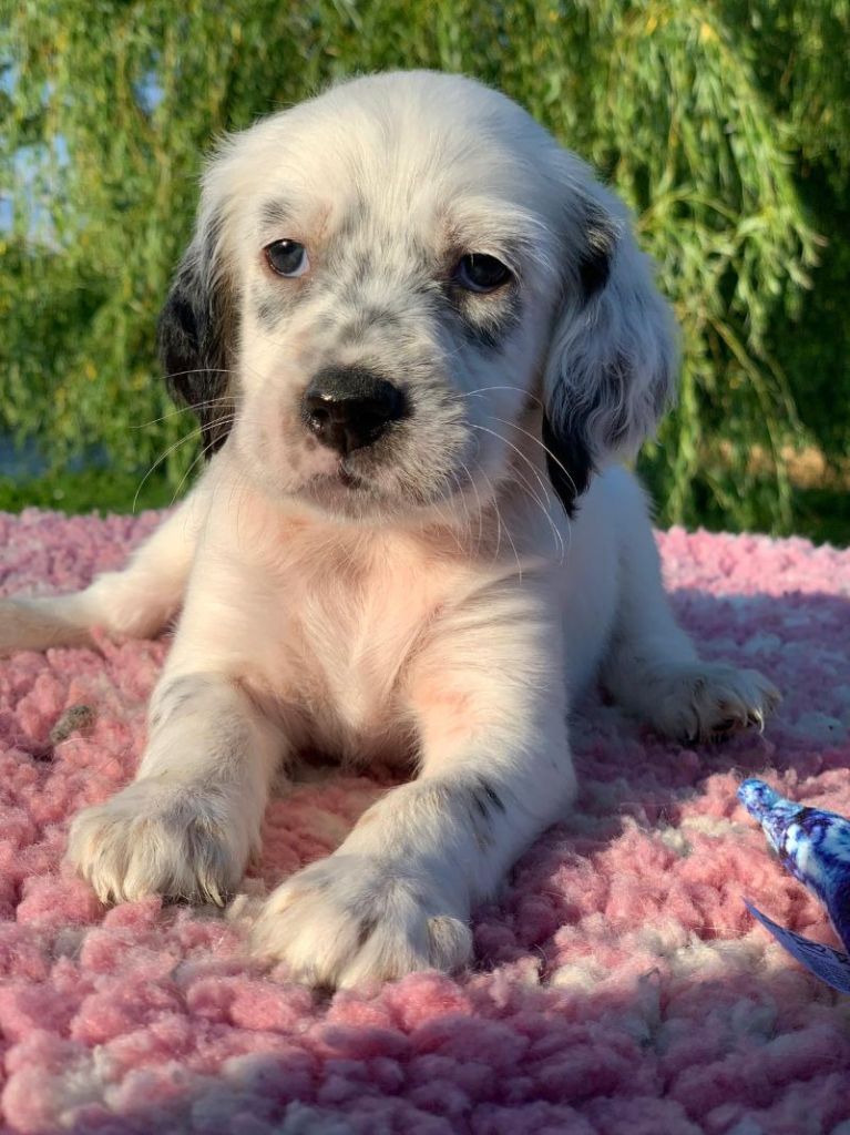 De La Pierre D'Opale - Chiots disponibles - Setter Anglais