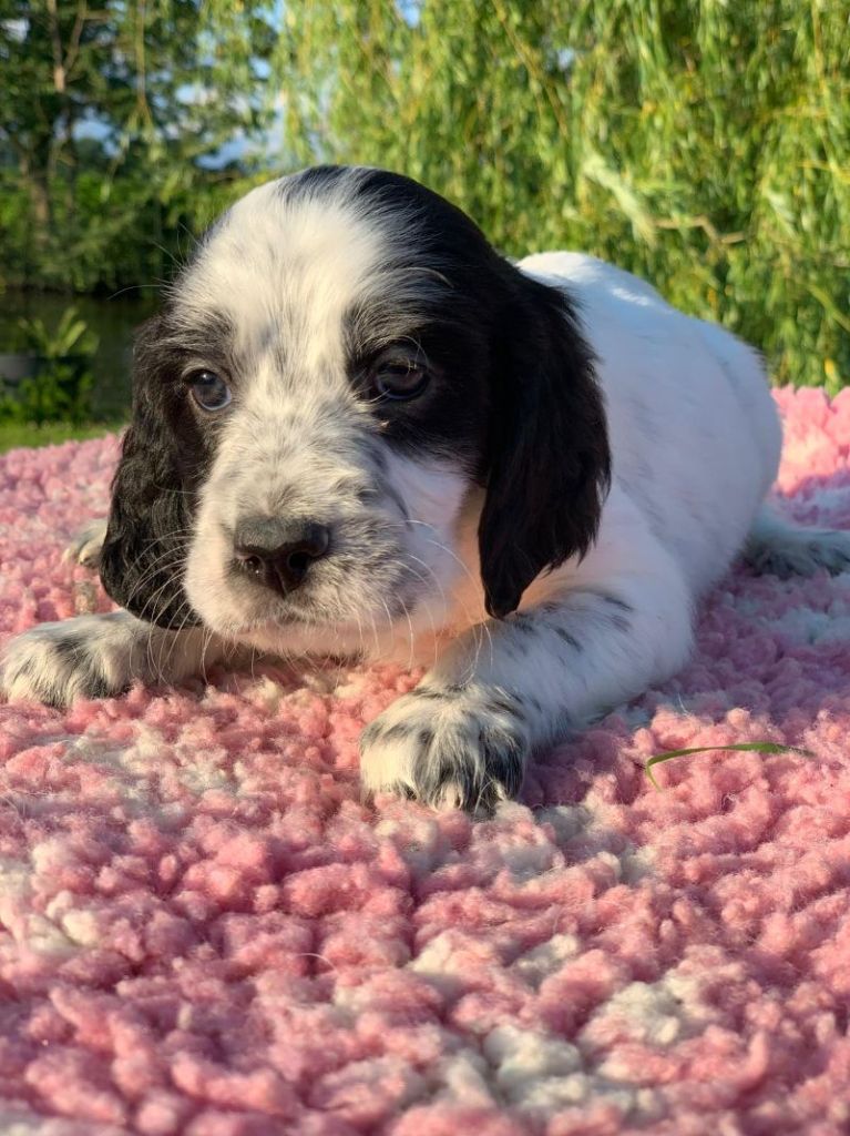 De La Pierre D'Opale - Chiots disponibles - Setter Anglais