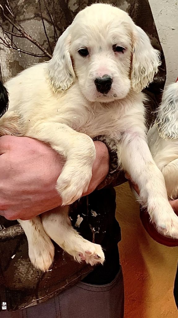 De La Pierre D'Opale - Chiots disponibles - Setter Anglais