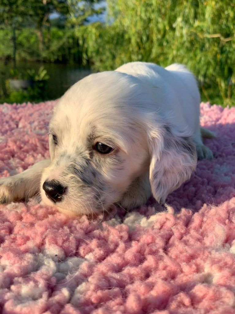 De La Pierre D'Opale - Chiots disponibles - Setter Anglais