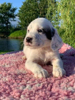 CHIOT