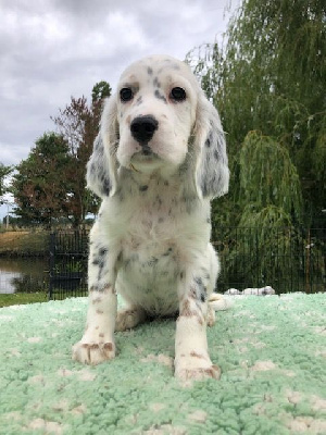 CHIOT
