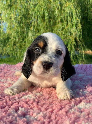 CHIOT