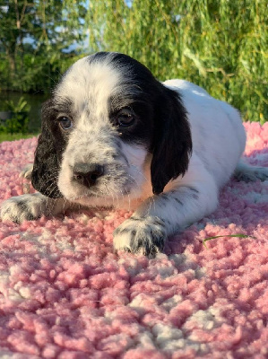CHIOT