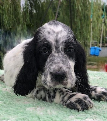 CHIOT