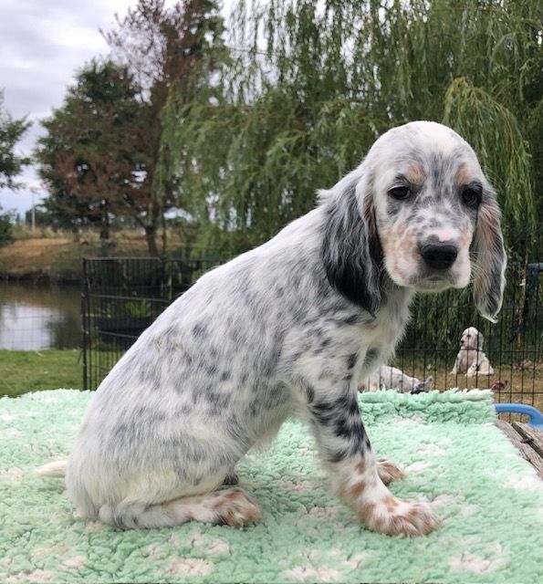 De La Pierre D'Opale - Chiots disponibles - Setter Anglais