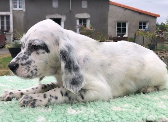 De La Pierre D'Opale - Chiots disponibles - Setter Anglais