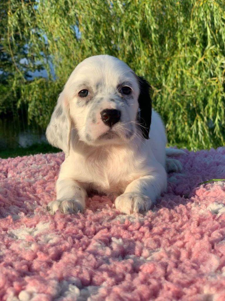 De La Pierre D'Opale - Chiots disponibles - Setter Anglais