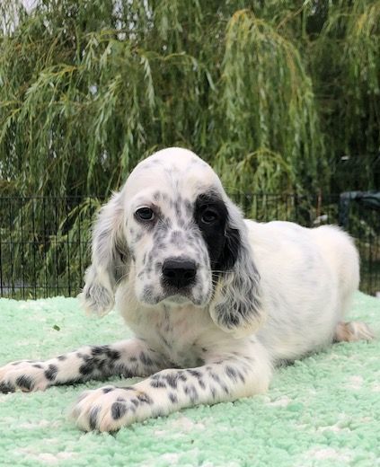 De La Pierre D'Opale - Chiots disponibles - Setter Anglais