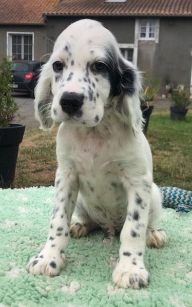 De La Pierre D'Opale - Chiots disponibles - Setter Anglais