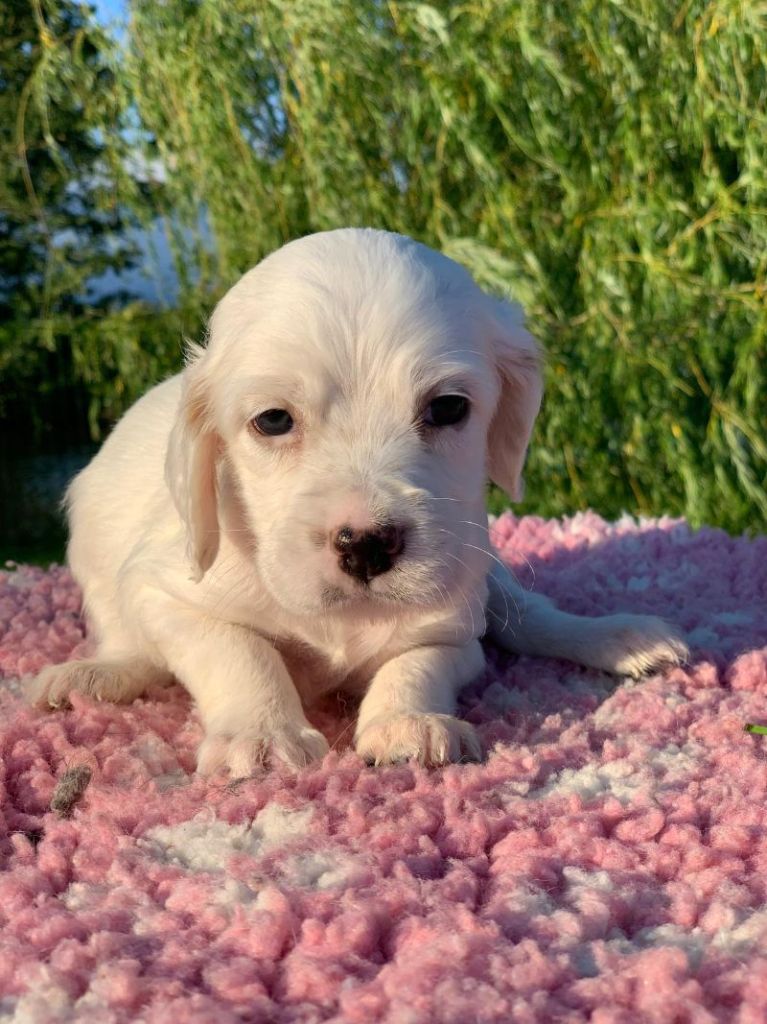 De La Pierre D'Opale - Chiots disponibles - Setter Anglais
