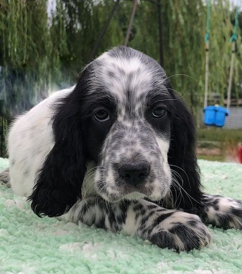 De La Pierre D'Opale - Chiots disponibles - Setter Anglais